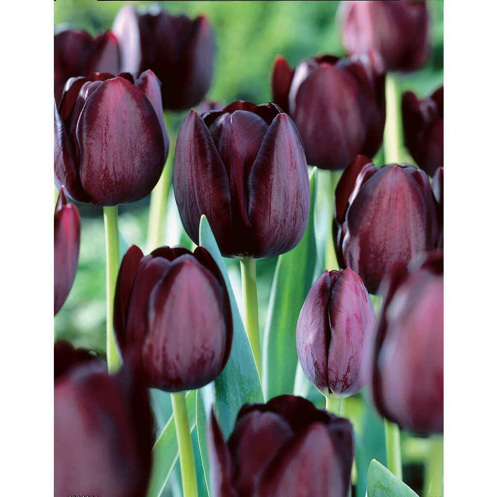 Tulppaani Queen of Night