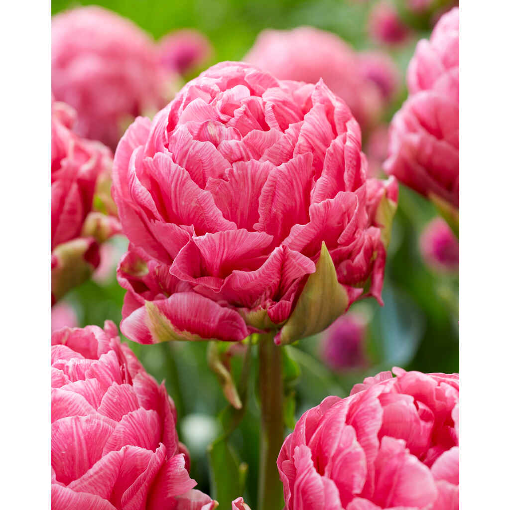 Tulppaani Strawberry Cream