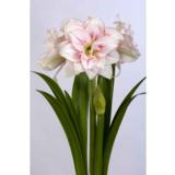 Amaryllis kerrottukukkainen Elvas