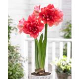 Amaryllis kerrottukukkainen Double Dream