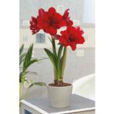 Amaryllis tummanpunainen Double Drag