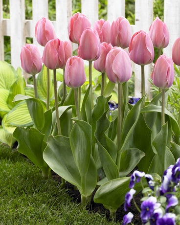 Tulppaani Mystic Van Eijk