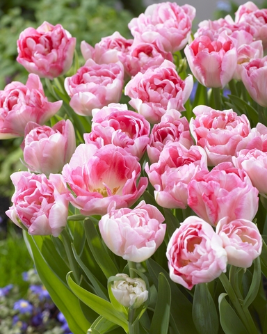 Tulppaani Finola