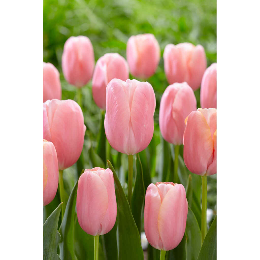 Tulppaani Menton