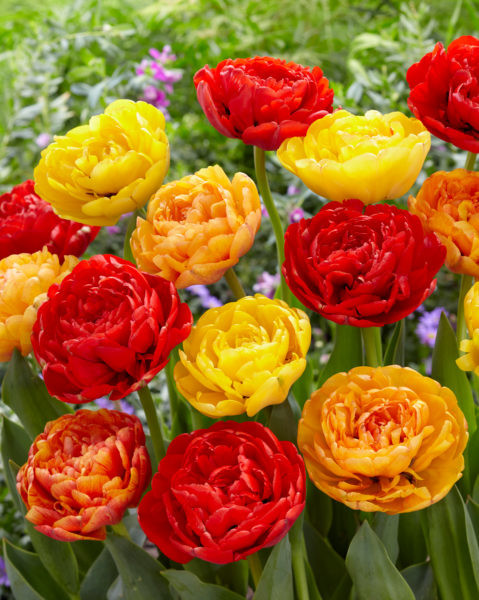 Tulppaanilajitelma Vulcano Peonies, 50 sipulia/pussi