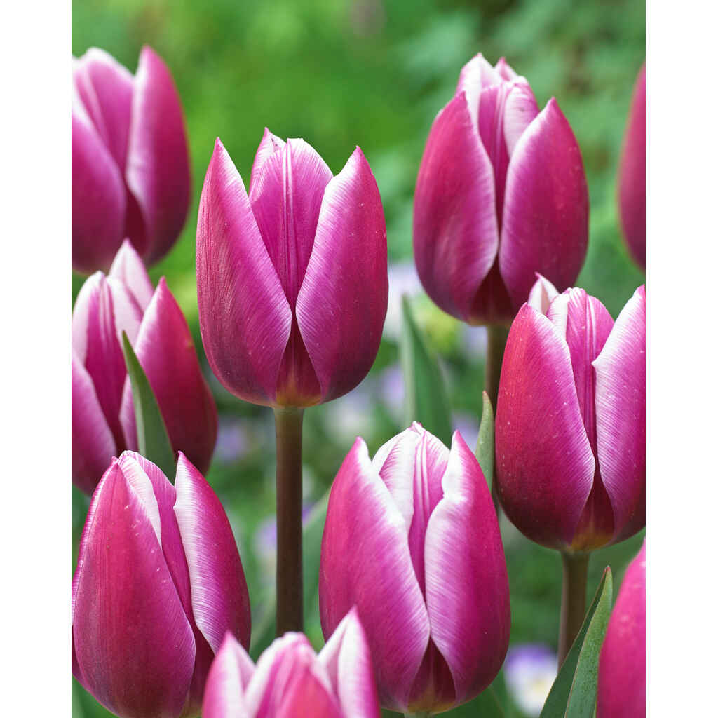 Tulppaani Synaeda Blue