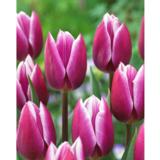 Tulppaani Synaeda Blue 10 sipulia/pussi