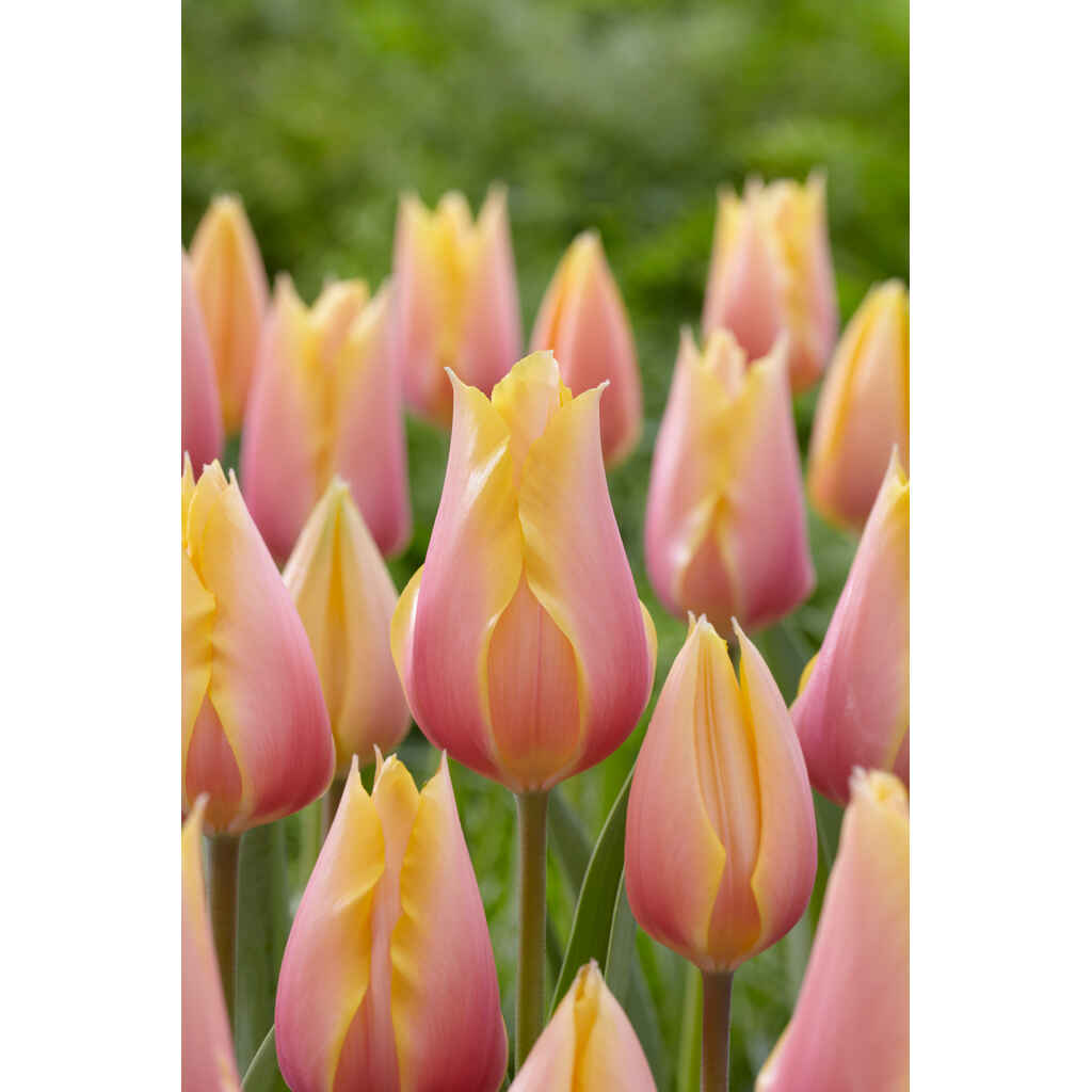 Tulppaani Blushing Beauty
