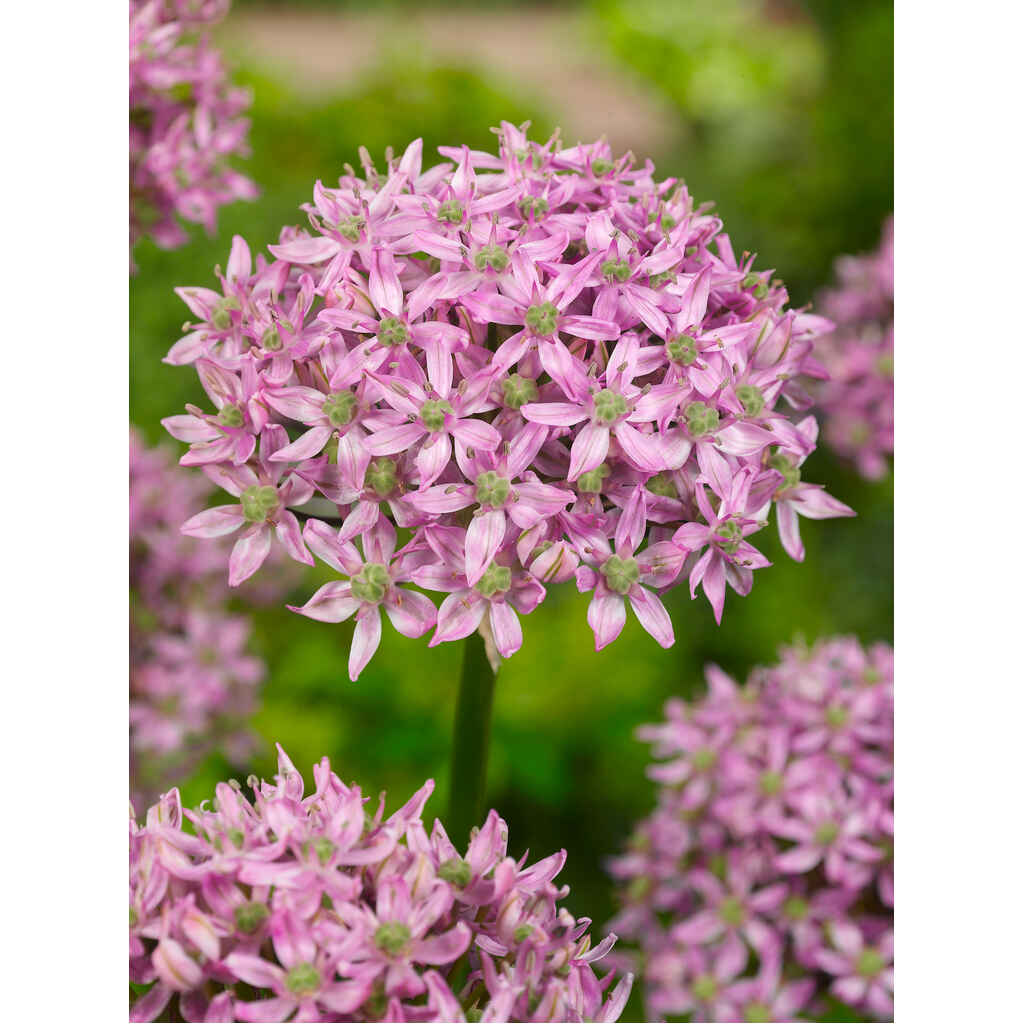 Mustalaukka Pink Jewel