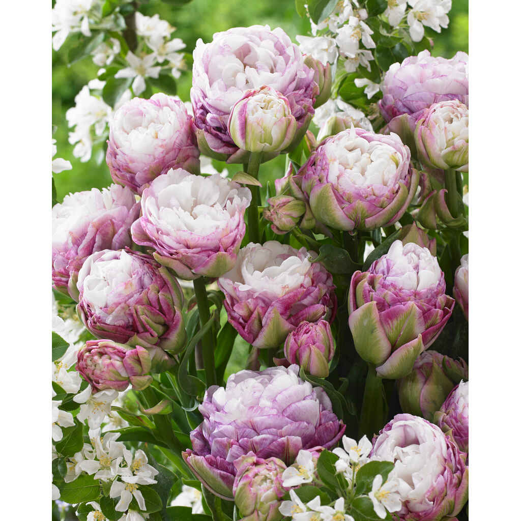 Tulppaani Peggy Wonder