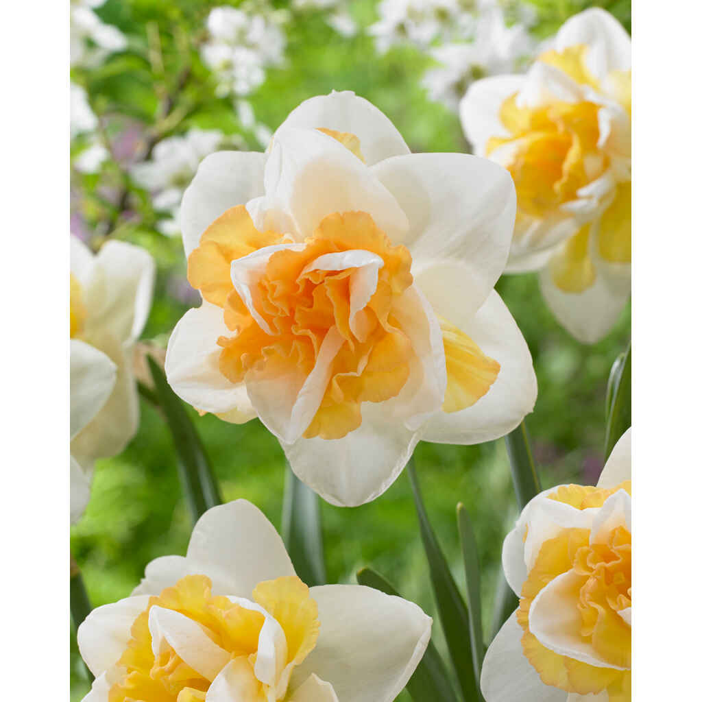 Narsissi Golden Pearl