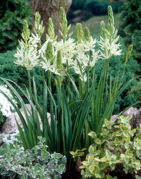 Isotähtihyasintti Camassia Leichtlin Alba