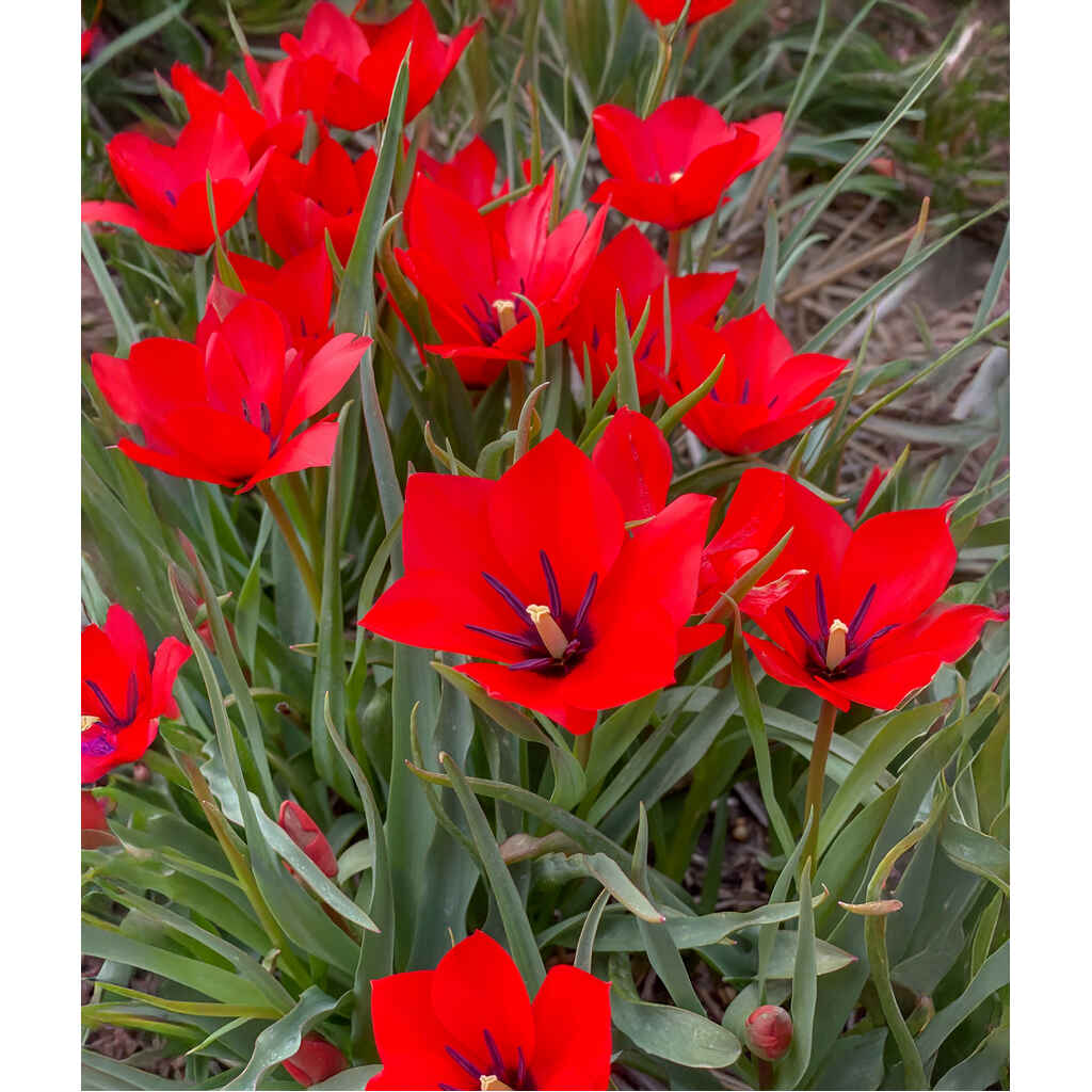 tulppaani 'Red Hunter'