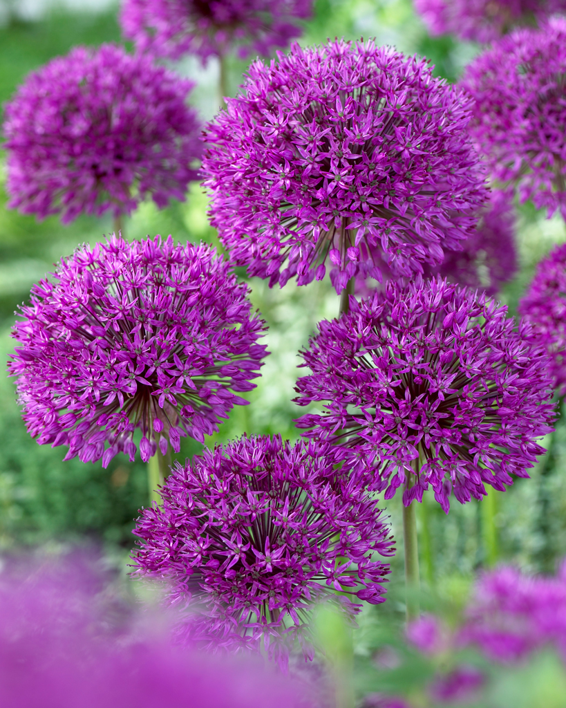 Ukkolaukka Purple Sensation