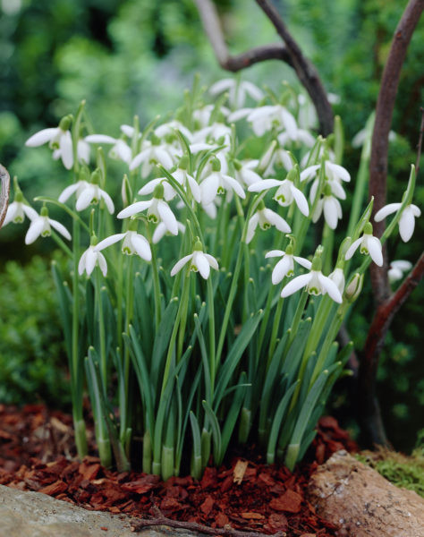Lumikello Snowdrops
