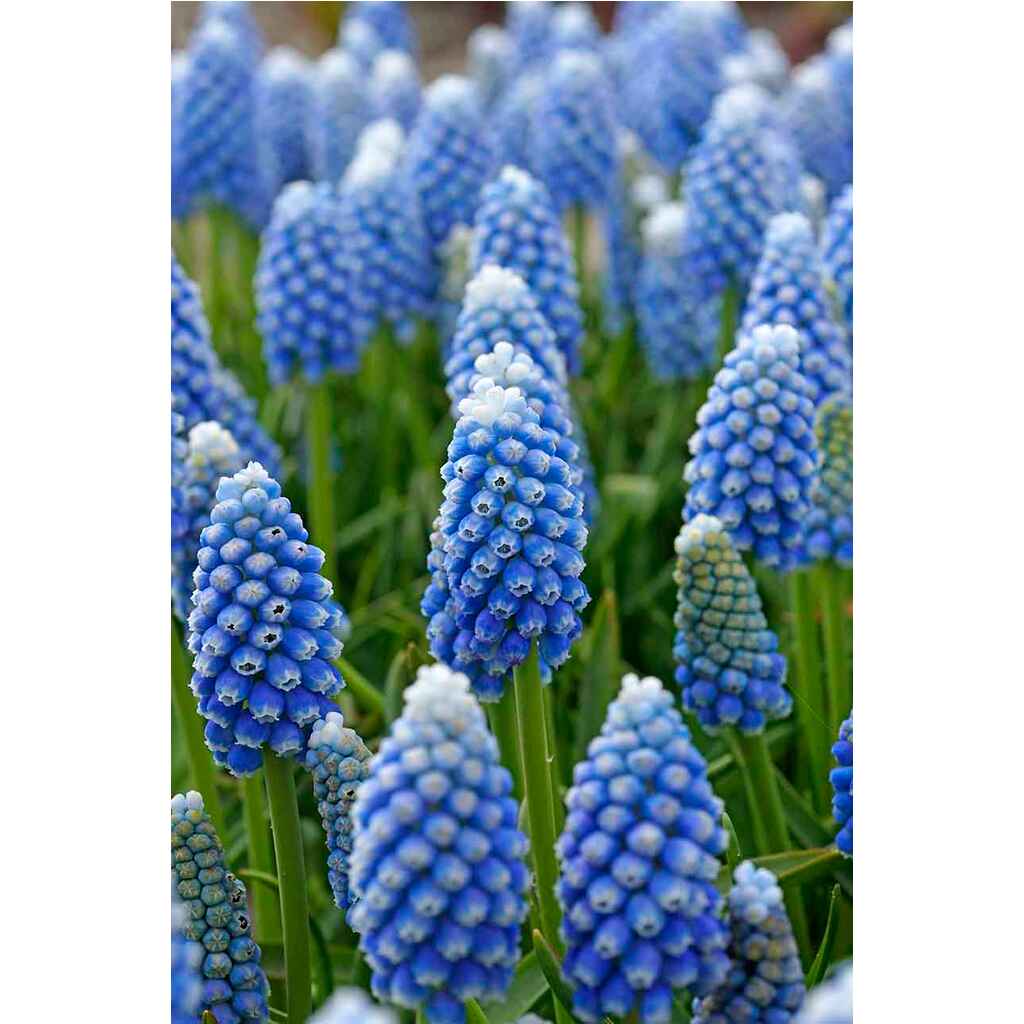 Helmililja Muscari Ocean Magic