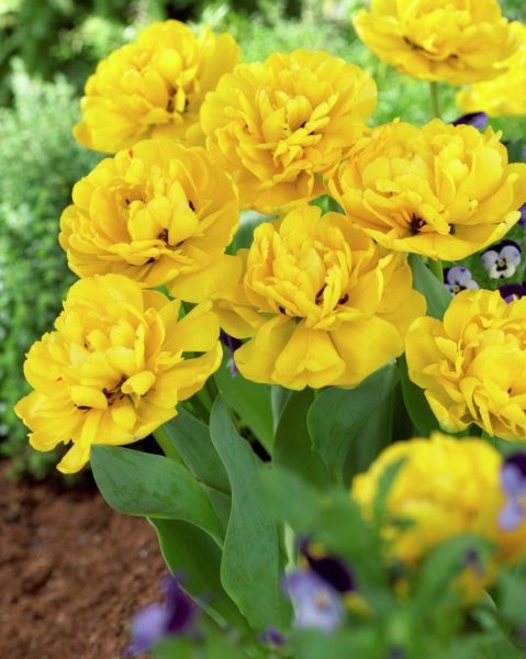 Tulppaani Yellow Pompenette, 50 sipulia/pussi