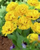 Tulppaani Yellow Pompenette, 50 sipulia/pussi