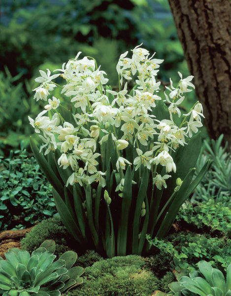 Idänsinililja Scilla siberica alba