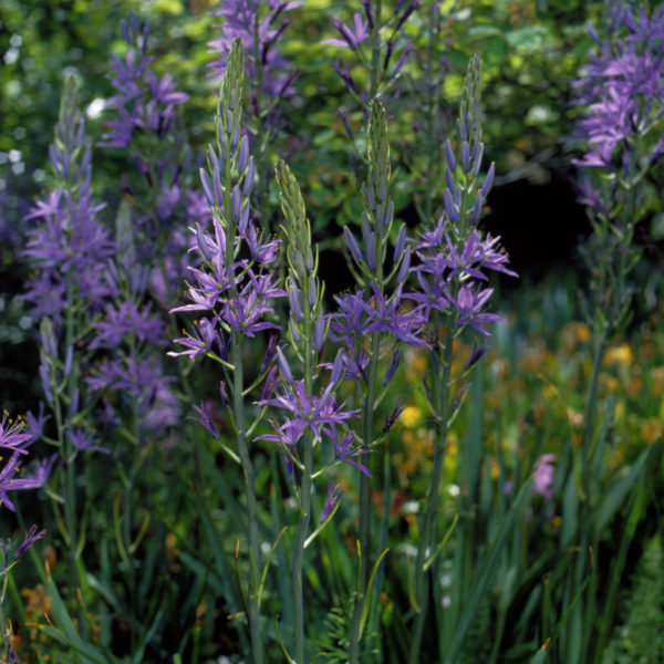 Isotähtihyasintti Camassia Leichtlin Caerulea