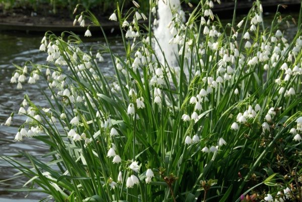 Kesälumipisara leucojum gravetye gia