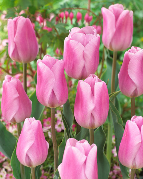 Tulppaani Synaeda Amor, 50 sipulia/pussi