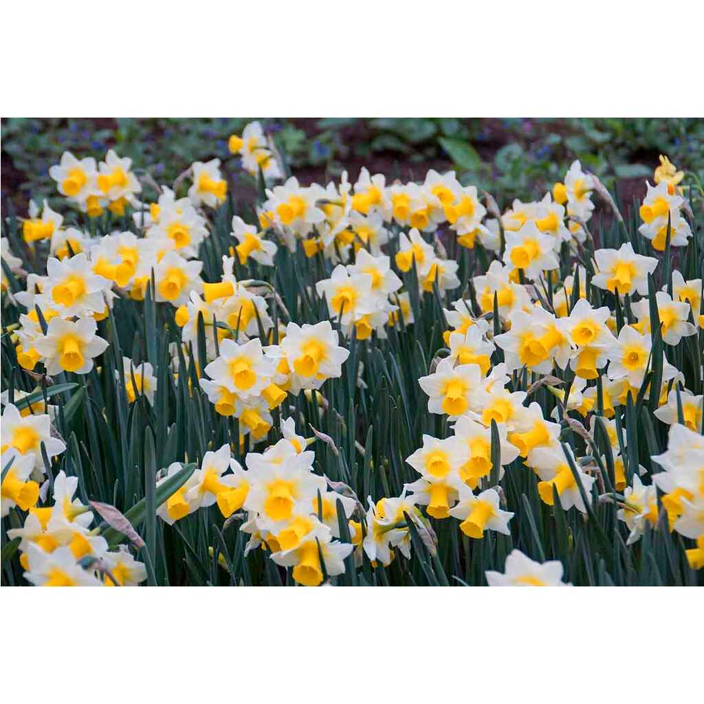 Golden Echo (daffodil miniature)