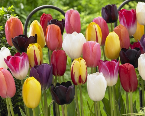 Tulppaani Single Late Mixed