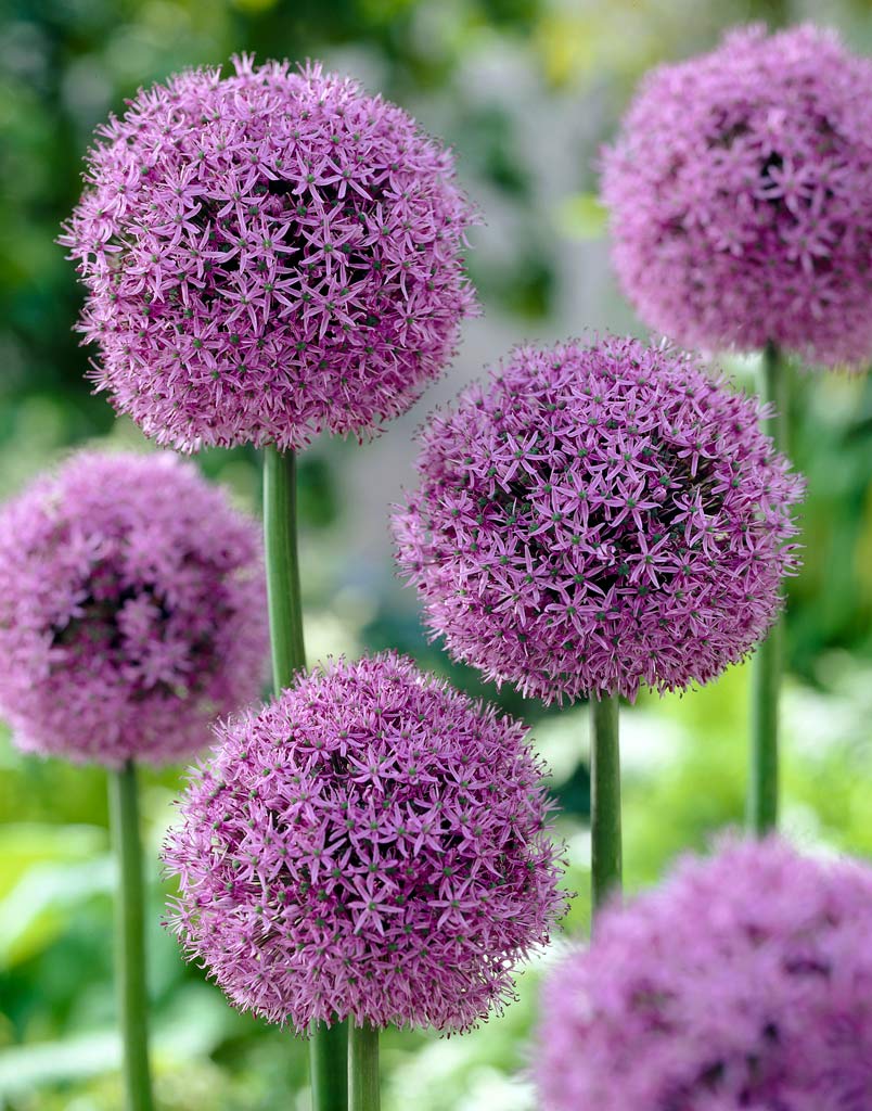 Allium Gladiator