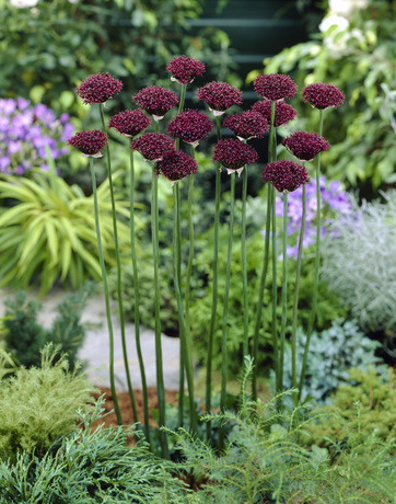 Laukka Atropurpureum