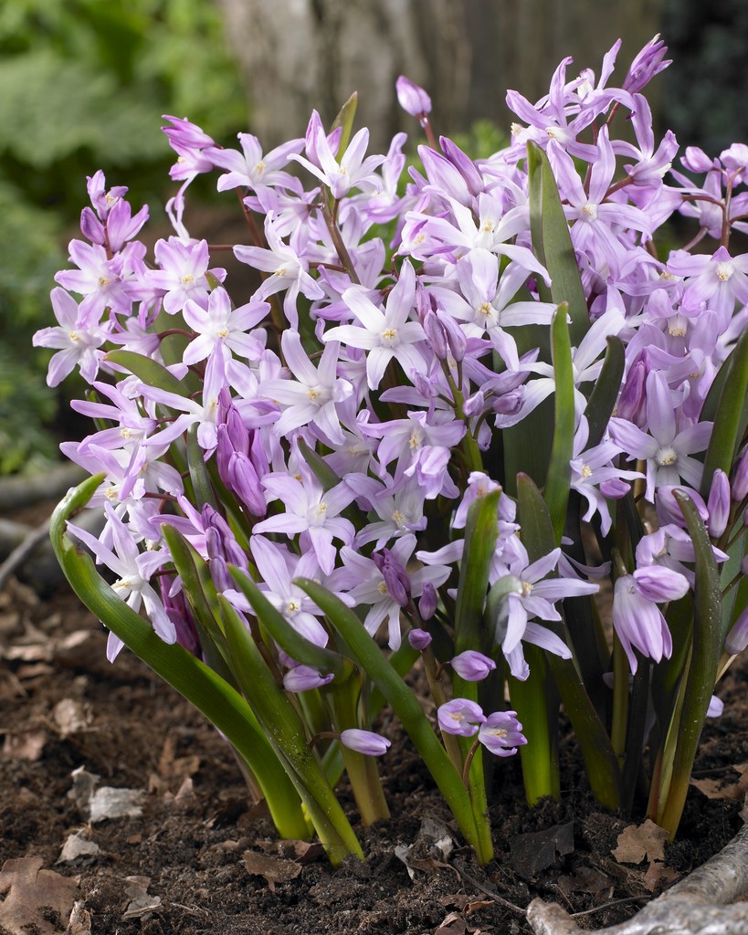 Kevättähti Rosea