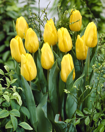 Tulppaani Strong Gold, 50 sipulia/pussi