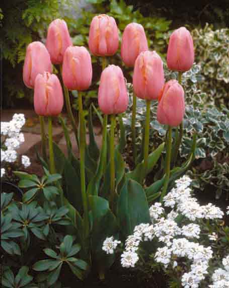 Tulppaani Menton, 50 sipulia/pussi