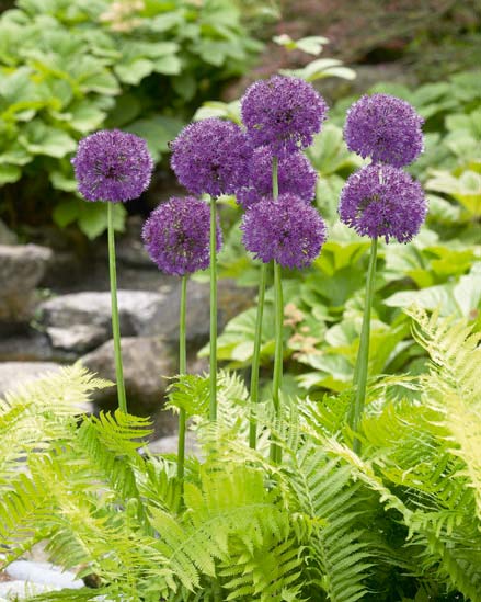 Allium Purple Sensation, 50 kpl/pussi