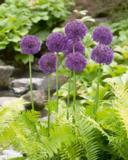 Ukkolaukka Purple Sensation, 50 sipulia/pussi