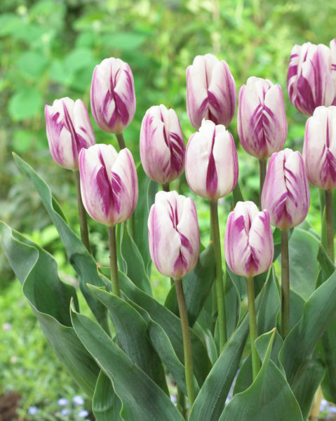 Tulppaani Flaming Flag