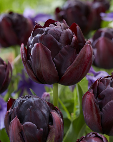 Tulppaani Black Hero, 50 sipulia/pussi