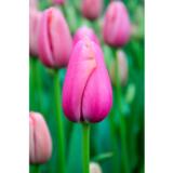 Tulppaani Renown, 50 sipulia/pussi