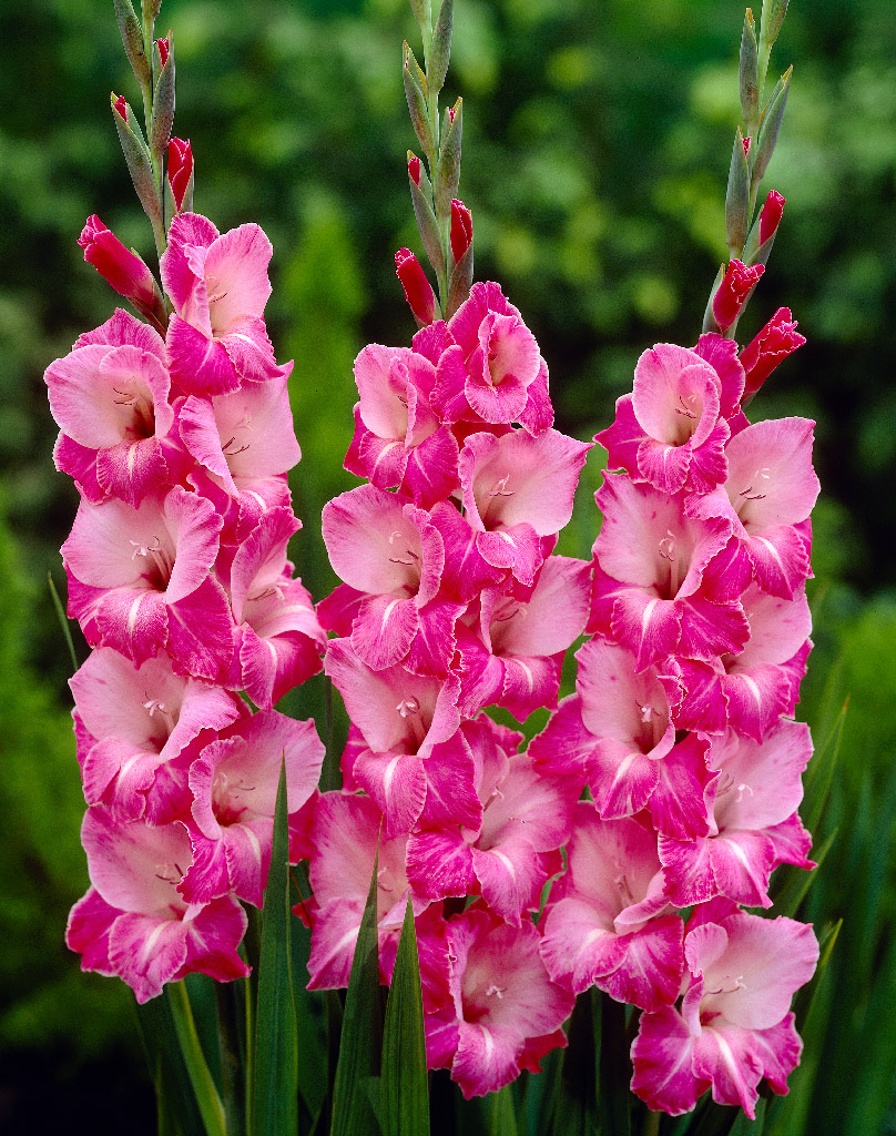 Gladiolus Vedi, 10 kpl