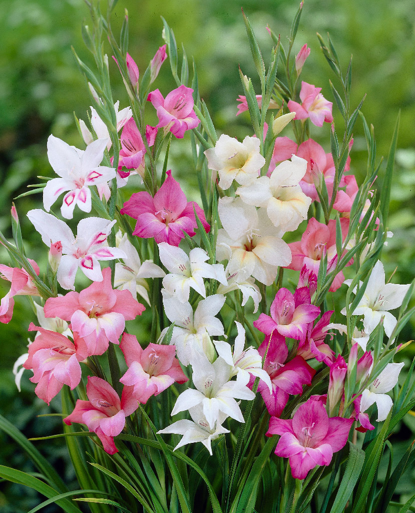 Kukkasipulisekoitus Gladiolus Forrest Nymph, 20 kpl