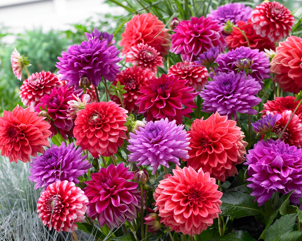 Kukkasipuli Dahlia Tropical Punch Blend, 3 kpl