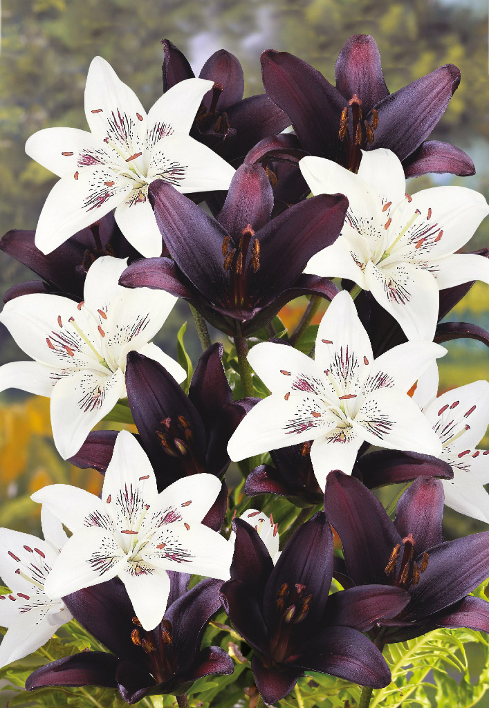 Kukkasipulisekoitus Lilium Black&White Blend, 4 kpl