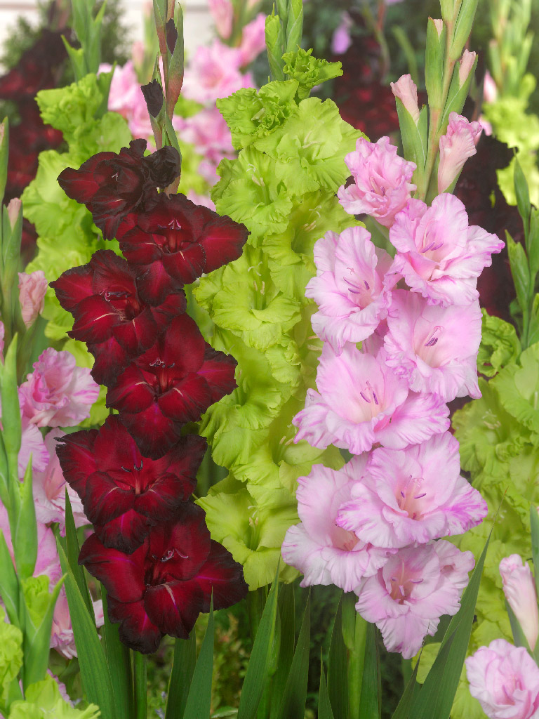 Kukkasipulisekoitus Gladiolus Colorful Trio, 15 kpl