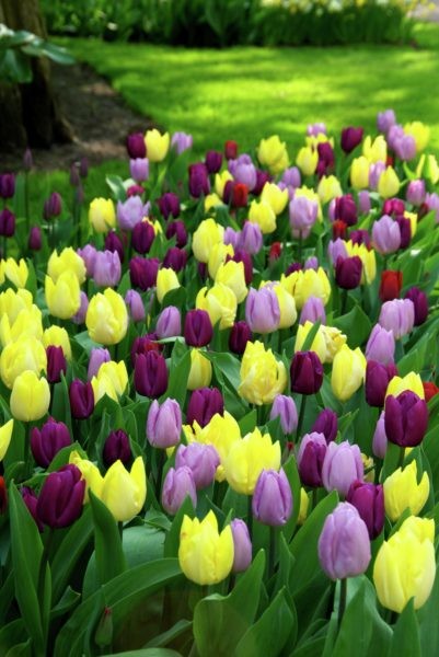 Tulppaanilajitelma Prince Mixed, 50 sipulia/pussi