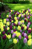 Tulppaanilajitelma Prince Mixed, 50 sipulia/pussi
