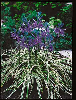 Tähtihyasintti Camassia Blue Melody