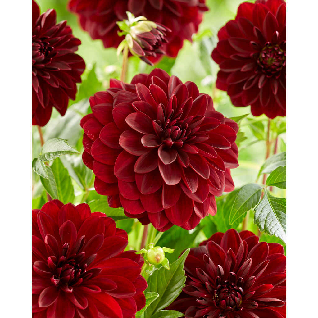 Daalia 'Arabian Night'