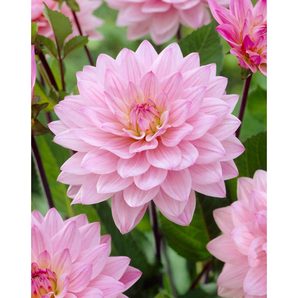 Daalia 'Karma Prospero'