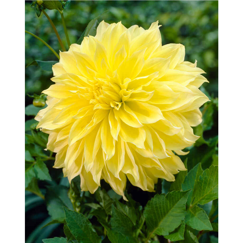 Daalia 'Kelvin Floodlight'