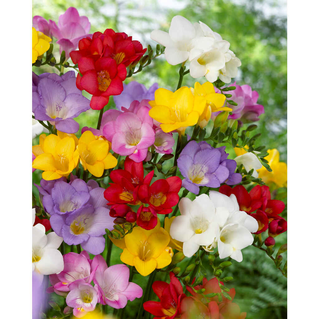 Freesia lajitelma